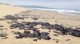 Oil Spill/clumps  Manhattan Beach Ca