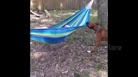 Dog Swinging Boy on Hammock!