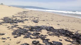 'Mystery' black clumps wash up on LA beach