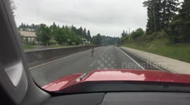 Deer hit on highway 410 in Bonney Lake May 26 2015