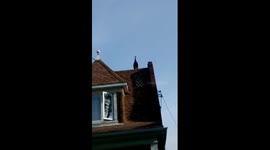 Peacock Loose in Roncesvalles