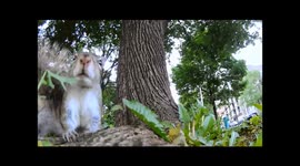 Life of Squirrel - Amazing Squirrel POV climbing a tree