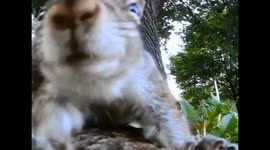 Life of Squirrel - Amazing Squirrel POV climbing a tree