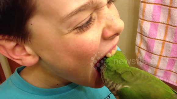 Parrot pulls out boy's tooth
