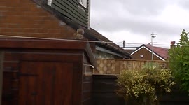 Young Squirrel Fails