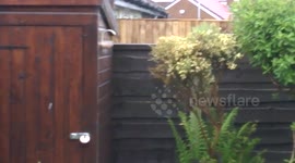 Young Squirrel Tries Again