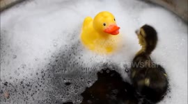 Duckling takes a Bath with Rubber Ducky