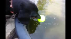 Dachshund trying to get ball out of pond