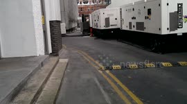Urban Fox