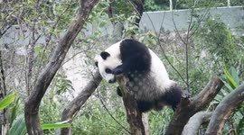 Baby giant panda snaps tree branch and falls