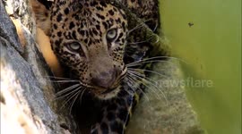 Wild leopard rescued from a well in India