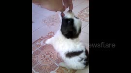 Puppy trying to stand on 2 feet (and failing every time )