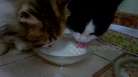 My cats learn how to share