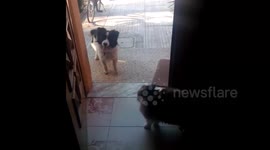 Hyper Dog VS Mean Cat