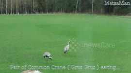 Big Birds on Backyard