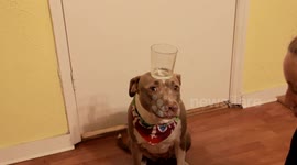 AMAZING PITBULL BALANCING TRICK