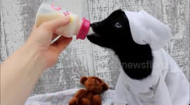 Baby goat sleeps in a nightgown