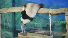 Baby giant panda falls from swing