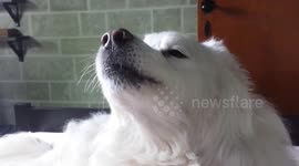 Siberian dog howls with owner