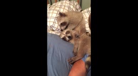 Baby raccoon wakes his sleeping brother