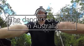 Magpie Attack