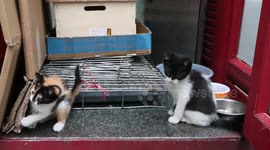 Stray kittens find a home in a phonebox in China
