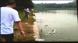Fish leap out of a lake in China