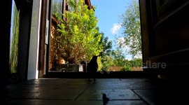 Blackbirds Enter Family Home