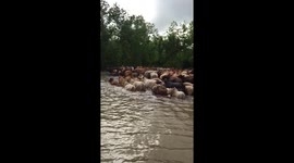 Cattle saving Liberty Tx
