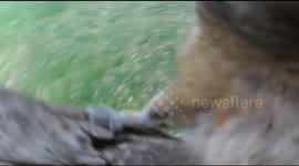 Squirrel's 'epic' adventure with a camera
