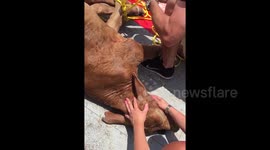 Amazing cattle rescue in Texas, US