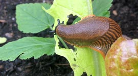 Giant slug devours baby lettuce