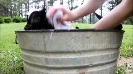 Newborn Twin Goats Take First Bath