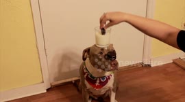 Pitbull's amazing balancing act