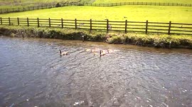 Flock of Cute Gosling's