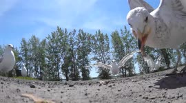 Seagull nabs camera, flies off with it, then drops it.