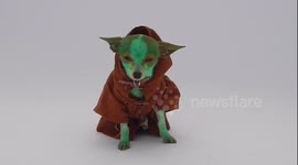 Dogs dress as sci-fi characters