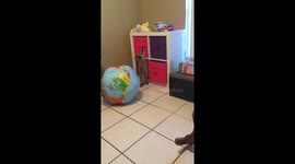 Baby raccoons playing in child's playroom