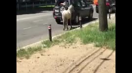 He ran pony tied to a land vehicle besides the mall in Baia Mare