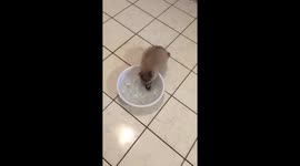 Baby raccoons play with ice