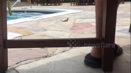 Curly Tailed Lizards in The Bahamas