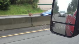 Deer 'survives' being hit by car