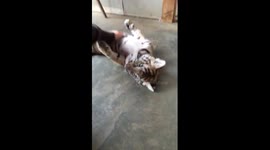 Baby Tiger Belly Rub