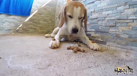 Beagle self control level over 9000