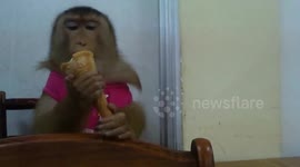 Monkey in a dress enjoys eating an ice cream