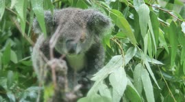 Cute Baby Koala Q-Zai @Taipei
