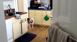 Dobby doesn't like taking baths