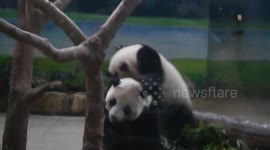 The Energetic Baby Panda disturbed Mom' s at  Breakfast
