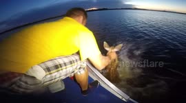deer rescue