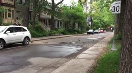City overrun by squirrels